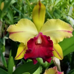 Blc. Toshie Aoki "Robin"