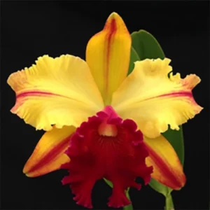 Blc.Toshie Aoki "Pizzaz"
