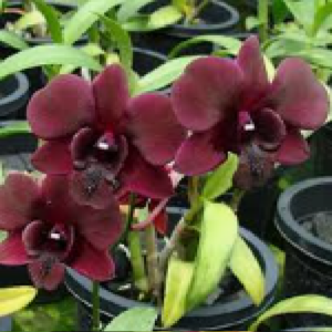 Dendrobium Black Pearl