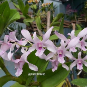 Dendrobium Chanel