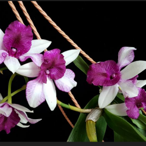 Dendrobium Frieda Bratanata