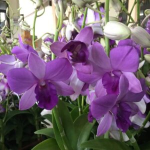 Dendrobium Blue Planet