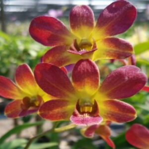 Dendrobium CKAii Brown