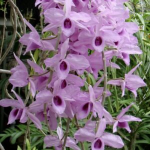Dendrobium anosmum