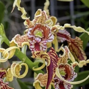 Dendrobium spectabile