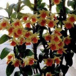 Dendrobium Green Frost