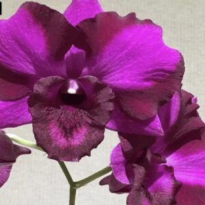 Dendrobium Thacheen Splash