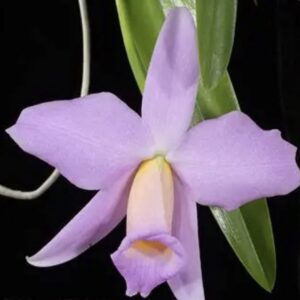 Cattleya praestans "Concolor"
