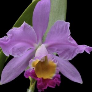 Cattleya eldorado