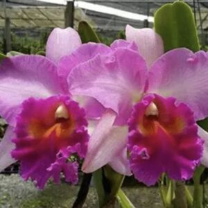 Rlc. Pink Diamond