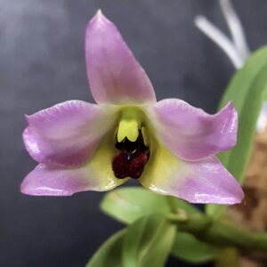 Dendrobium trantuanii "Dark"