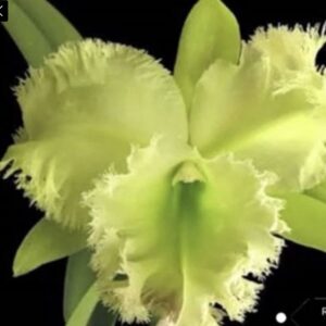 Rlc. Golf Green " Hair Pig"