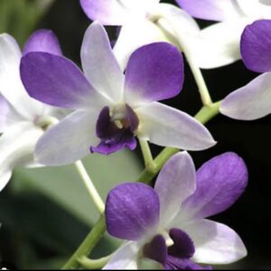 Dendrobium Aridang Blue