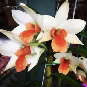 Dendrobium Dawn Maree