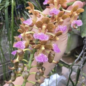 Aerides flabellata