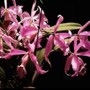 Cattleya maxima 'Rubra'