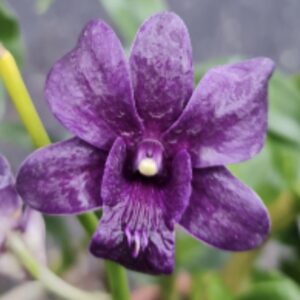 Dendrobium Air Way Blue x Udom Blue Angel