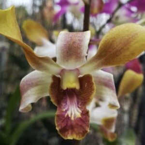 Dendrobium Brown Derby x lasianthera # 338