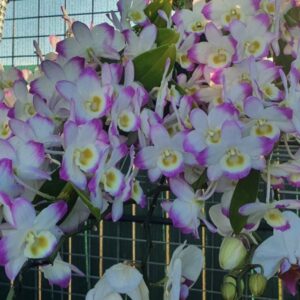 Dendrobium Second Love "Kirra Meki"
