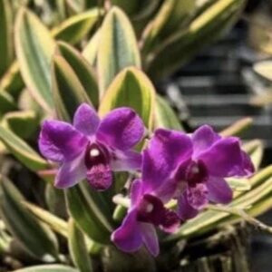 Dendrobium Thai Pearl "Varigated"