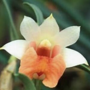 Dendrobium bellatulum