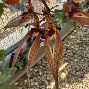 Bulbophyllum ornatissimum