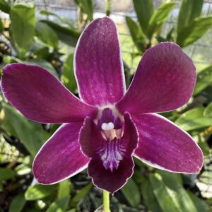Dendrobium Thoshiko Blue x Izumi