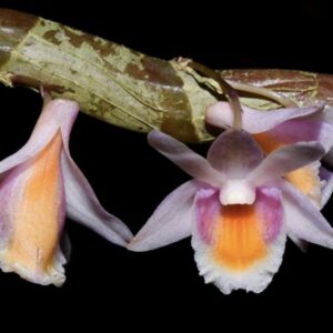 Dendrobium pseudolamellatum
