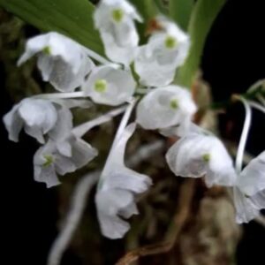 Podangis dactylocera