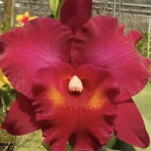 Rlc. Myanmar Sunset