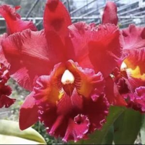 Rlc. Nakornchaisri Delight Red