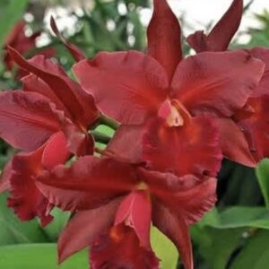 Rth. Cherry Suisse