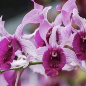 Dendrobium Indonesia Raya Red