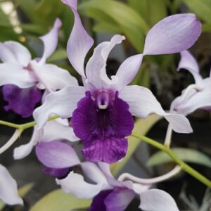 Dendrobium Indonesia Raya Blue