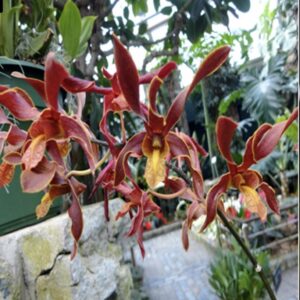 Dendrobium Cobra x lasianthera