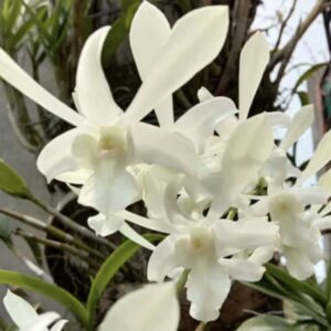 Dendrobium Caesar White