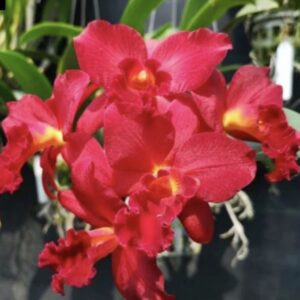 Cattleya Mini Doris "Red Dragon"