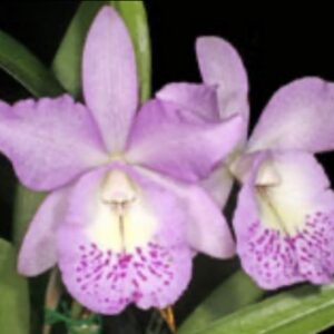 Brassocattleya Little Mermaid