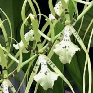 Brassia verruciosa