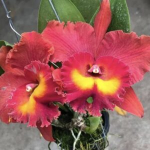 Blc. Suvarnabhumi Magic