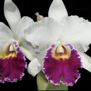 Blc.Chian -Tzy Lass "Hosai"