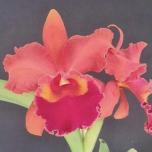 Blc. Chunyeah x Blc. Pumkin Festival "For Queen"
