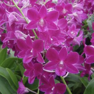 Dendrobium Genting Red