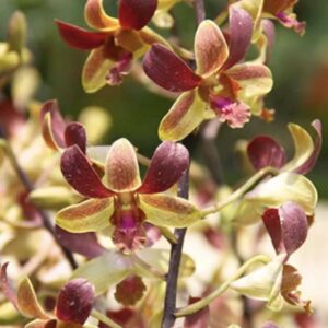 Dendrobium Jairak Mini