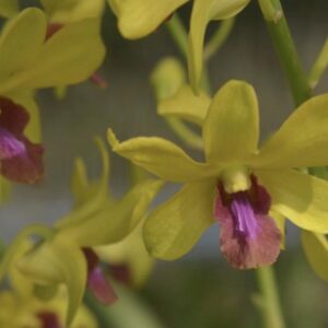 Dendrobium Mayneal x Uraiwan