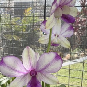 Dendrobium Pop Eye