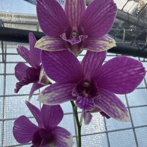 Dendrobium Triple Fantasy