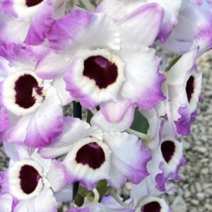 Dendrobium Lucky Bird "Holiday"