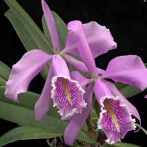 Cattleya maxima '5 Coins'
