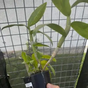 Dendrobium Frieda Bratanata